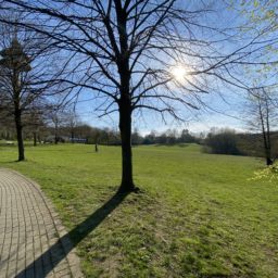 Sonnenschein auf der "Schlittenwiese"